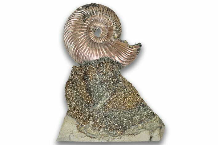 Iridescent, Pyritized Ammonite (Quenstedticeras) Fossil Display #324262